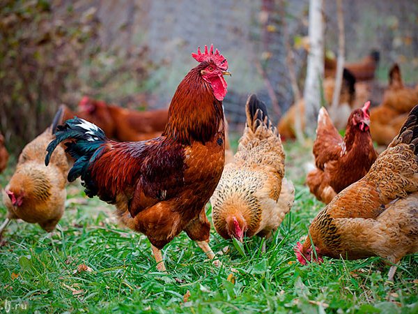 Породы куриц | ЗооТом - продажа, вязка и услуги для животных в Данилове