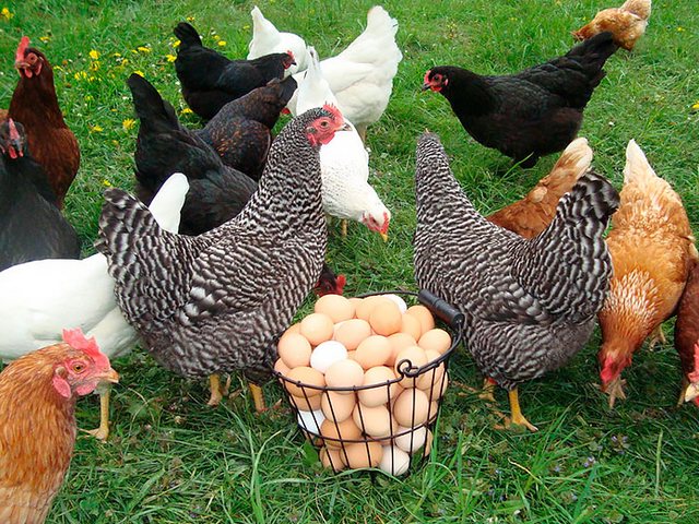 Содержание кур и уход за ними | ЗооТом - продажа, вязка и услуги для животных в Данилове