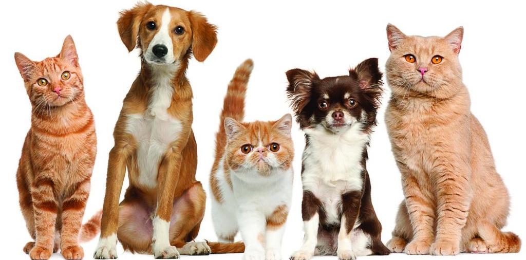 Доска объявлений о животных | ЗооТом - продажа, вязка и услуги для животных в Данилове