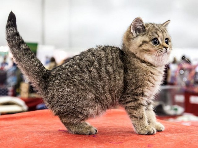 Породы кошек в Данилове | ЗооТом портал о животных