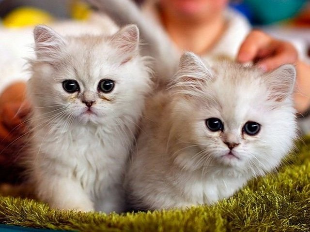 Породы кошек в Данилове | ЗооТом портал о животных
