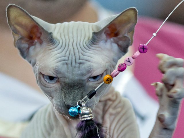 Выставки кошек в Данилове | ЗооТом портал о животных