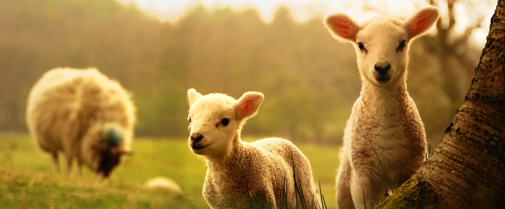 Объявления о сельскохозяйственных животных | ЗооТом - продажа, вязка и услуги для животных в Данилове