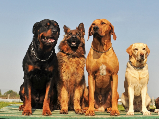 Крупные породы собак в Данилове | ЗооТом портал о животных
