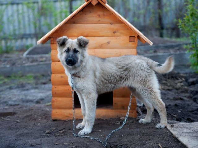 Все о собаках в Данилове Все о собаках в Данилове